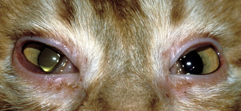 Conjunctivitis and blepharitis are both common eye conditions in cats.