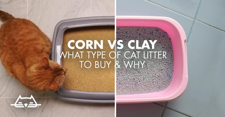 Corn is an alternative to traditional clay cat litters.
