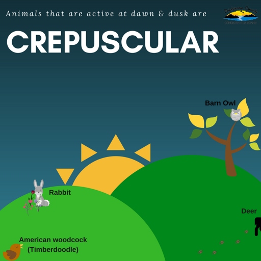 Crepuscular animals are most active at dawn and dusk.