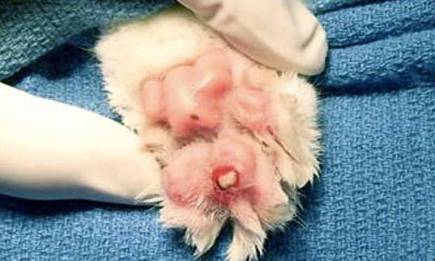 Declaw surgery is the removal of the last bone of the toe on each front foot.
