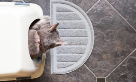Declawed cats may have to relearn how to walk and use the litter box, which can be painful.