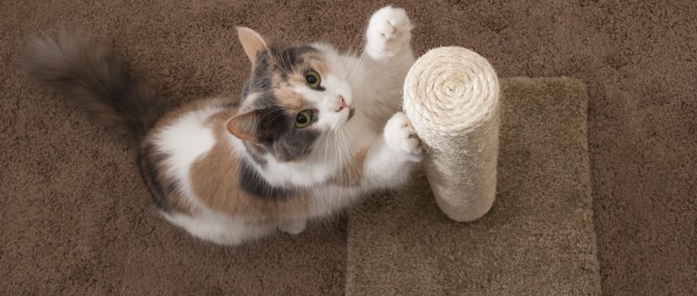 Declawed cats may not have the ability to scratch furniture, but they still need to scratch.