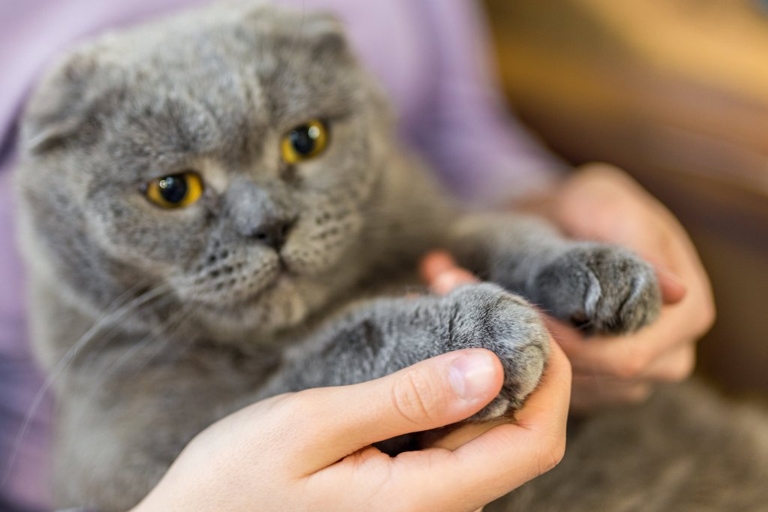 Declawed cats still engage in all of the same behaviors as cats with claws, they just do them without claws.