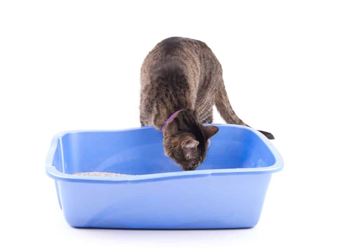Dirt, sand, and soil are not safe to use as cat litter.