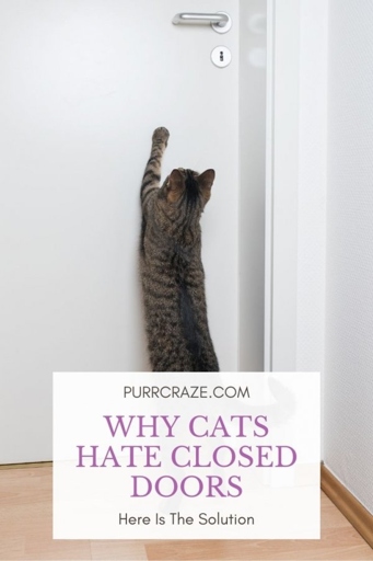 Doors that lead outside are a source of anxiety for many cats because they can't control what's on the other side.