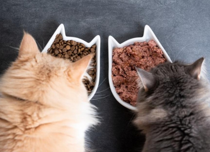 Dry cat food is typically more affordable than wet cat food.