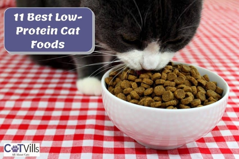 Dry cat food should have a minimum of 35% protein on a dry matter basis.
