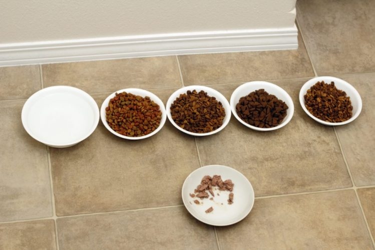 Dry food is typically cheaper than wet food and easier to store, but wet food generally contains more protein and moisture.