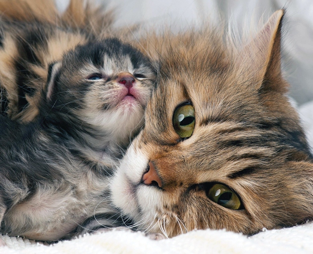 During the first 8 weeks of your kitten's life, it is important to leave her with her mother and siblings.