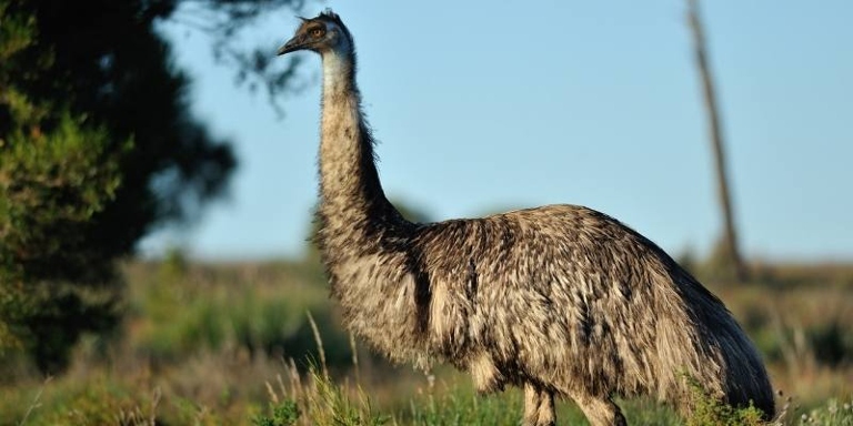 Emus are interesting creatures because they are one of the few animals that can walk backwards.