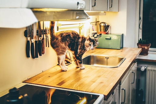 Eucalyptus oil is an effective way to keep cats off counters and other surfaces.