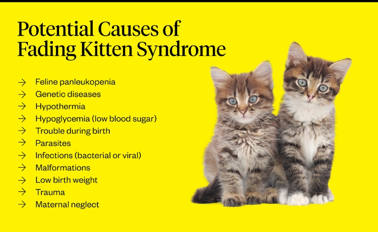 Fading kitten syndrome is a condition in which a kitten is born small and weak and gradually fades away.