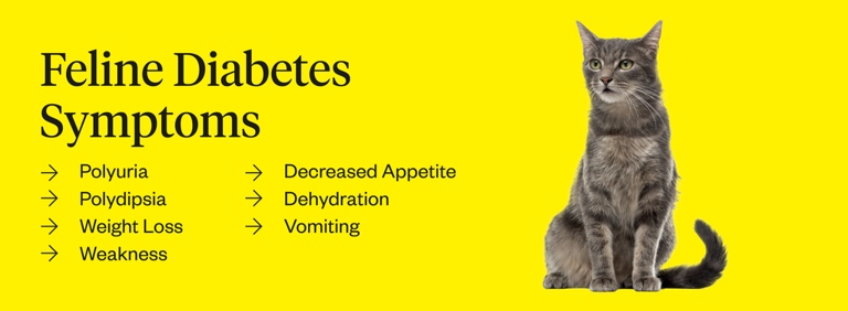 Feline diabetes is a serious medical condition that can be fatal if left untreated.