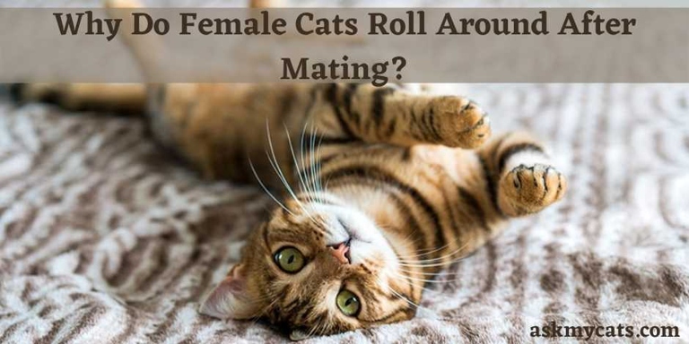 Female cats roll after mating to remove the scent of the tom and to return to their normal scent, which will help them avoid further mating.