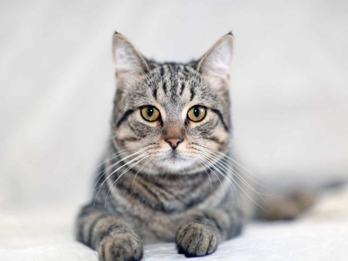 Grey tabby cats are not known for being as friendly as other cats, so if you're looking for a cuddle buddy, you might want to choose a different breed.