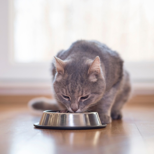 Here are a few tips to make the process easier. If your cat is a picky eater, you may have trouble transitioning them to a new food.