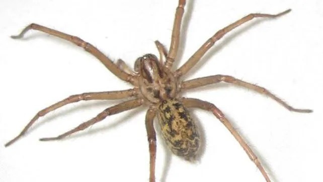 Hobo spiders are not aggressive, but will bite if they feel threatened.