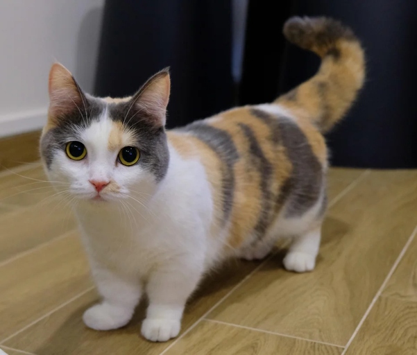 However, potential owners should be prepared to spend at least $600 on a kitten from a reputable breeder. Munchkin cats are a relatively new breed, and as such, there is no definitive answer to how much they cost.