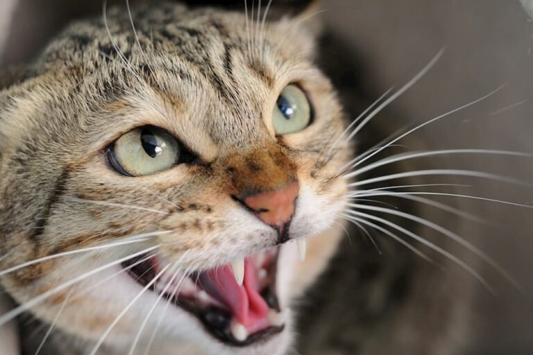 If a cat is hissing, growling, or swiping at you, it's a pretty good indication that they're offended.