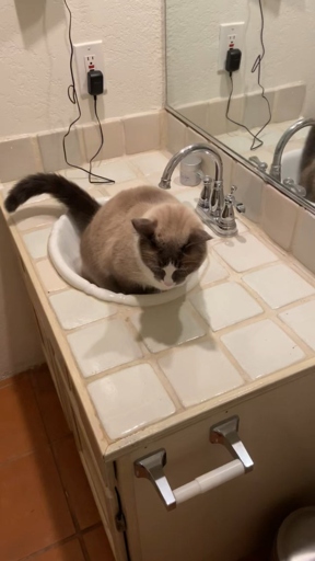 If the litter box is not clean, your cat may start to pee in the sink.