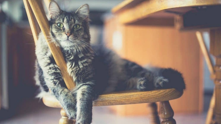 If you are allergic to cat litter, you may be able to find a hypoallergenic option that works for you.