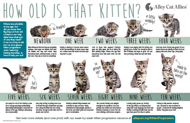 If you are concerned about your kitten's size, monitor their weight and compare it to this weight chart.