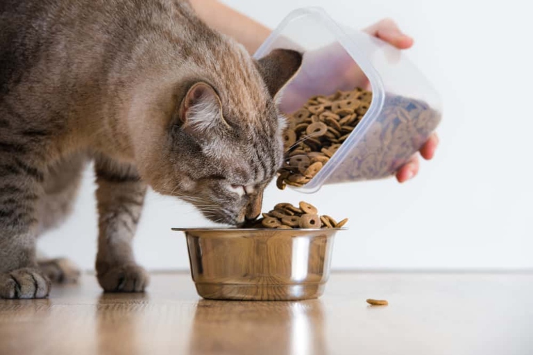 If you are considering a water fountain for your cat, here are seven of the best dry food options for adult felines.