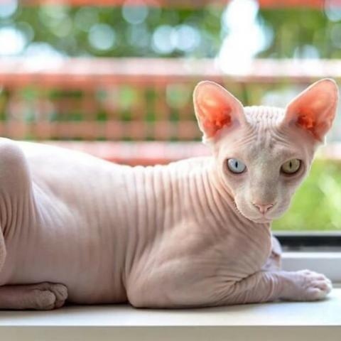 If you are considering adding a Sphynx cat to your family, it is important to be aware of the grooming needs of this unique breed.