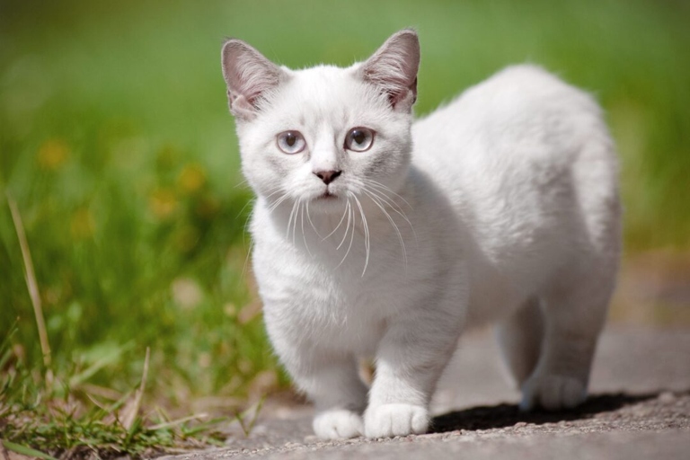 If you are considering adopting a Munchkin cat, be prepared for all of the associated costs.