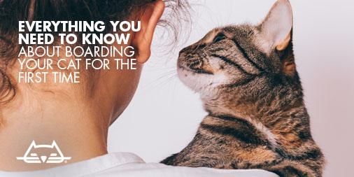 If you are considering boarding your cat, there are a few things you should take into account to ensure your cat's safety.