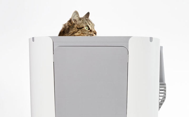 If you are considering elevating your cat's litter box, there are a few things you should take into account, such as your cat's age, ability to jump, and preference.