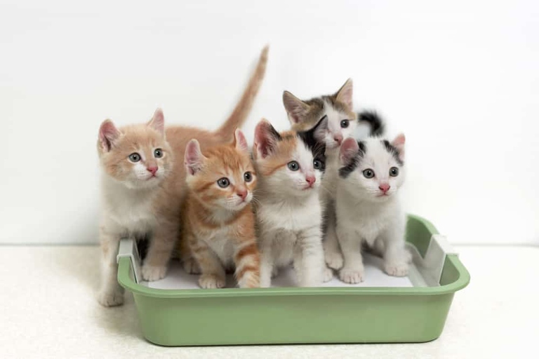 If you are considering getting a second litter box for your home, be sure to put it in a concealed location.