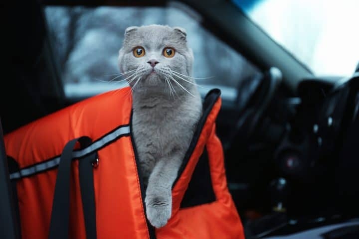 If you are driving with your cat, it is best to keep them in a carrier for their safety and yours.