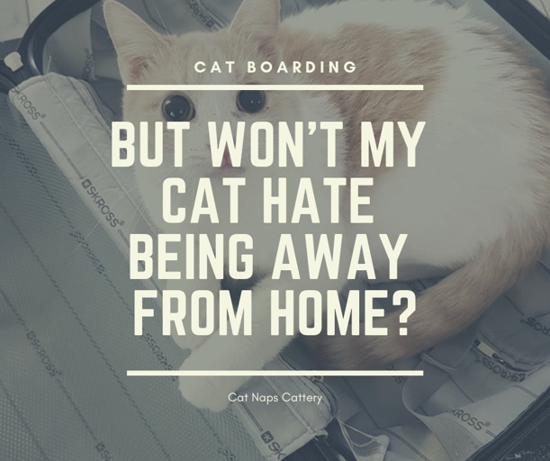 If you are going to be away from home for an extended period of time, you may want to consider boarding your cat at a cattery.