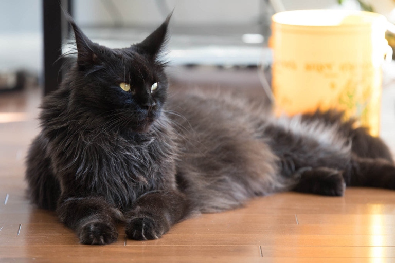 If you are looking for a beautiful, loving, and playful pet, the Black Smoke Maine Coon is the perfect cat for you!