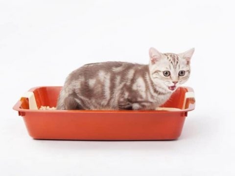If you are looking for a hypoallergenic cat litter that will also improve your cats litter box use, look no further than the 8 best options on this list.