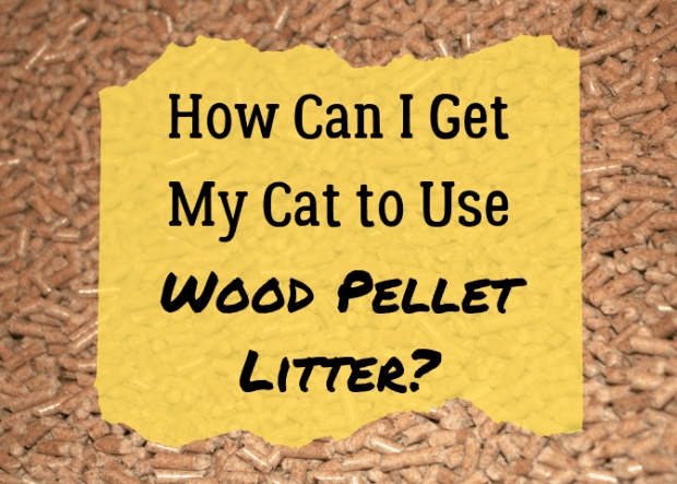 If you are looking to switch to wood pellet litter for your cat, there are a few things you should know.