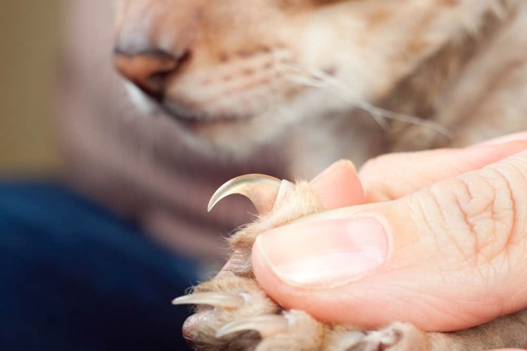 If you don't trim your cat's nails, they will continue to grow and can cause your cat discomfort.