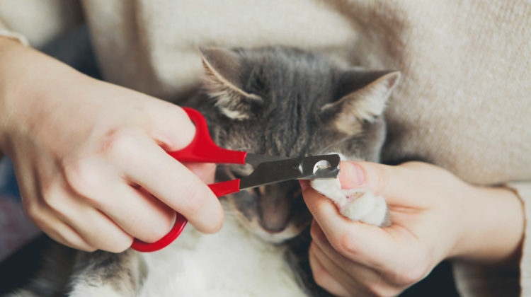 If you don't trim your cat's nails, they will eventually grow so long that they will curl back into the pads of your cat's feet.