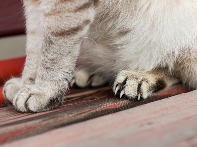 If you don't trim your cat's nails, they will eventually grow so long that they will curl back into your cat's paw, which is painful and can cause infection.