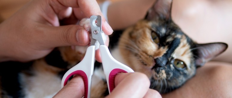 If you find that your cat's nails are splitting, there are a few things you can do to help. First, try trimming your cat's nails a bit more frequently. You can also use a nail file to smooth out any rough edges. Finally, make sure your cat has plenty of opportunities to scratch, which will help keep their nails healthy and strong.