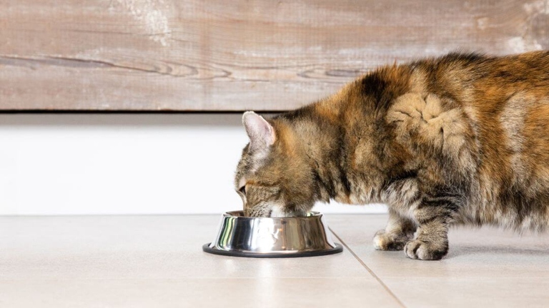 If you have a cat that likes to play with its water bowl, or one that is particularly clumsy, you may want to invest in a heavy cat water bowl.