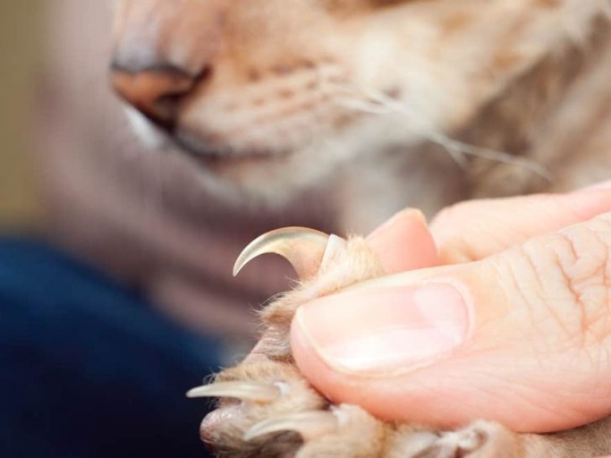If you have a cat that still has its claws, you may be wondering if you can still keep your home claw-friendly.