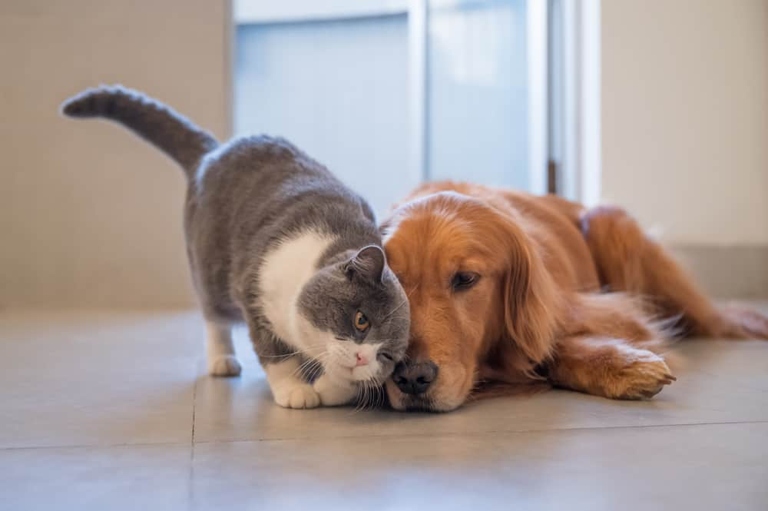 If you have a dog and a cat, you may have noticed that your cat likes to rub against your dog. There are a few reasons why cats do this.