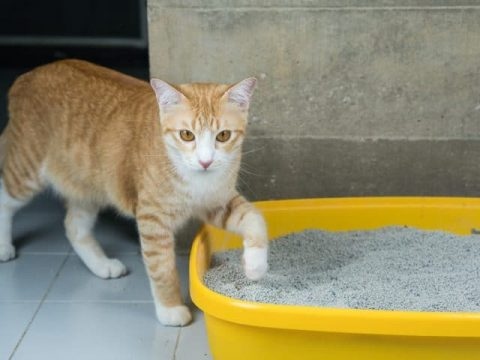 If you have a garage, it's best to keep the litter box in there and not next to your food or water.