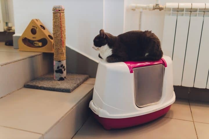 If you have a small apartment, you may be wondering what the best type of litter box is for your space. Here are some of the best options for a litter box that is both aesthetically pleasing and functional.
