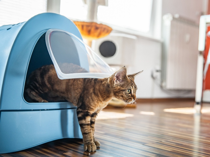 If you have a small bathroom, you may be wondering if you can keep a litter box in there.