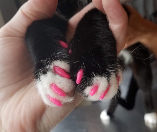 If you have never replaced your cat's nail caps, you should do so every 4 to 6 weeks.