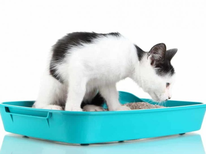 If you have pets or small children in your home, you may want to consider placing your litter box on a high shelf to prevent them from accessing it.