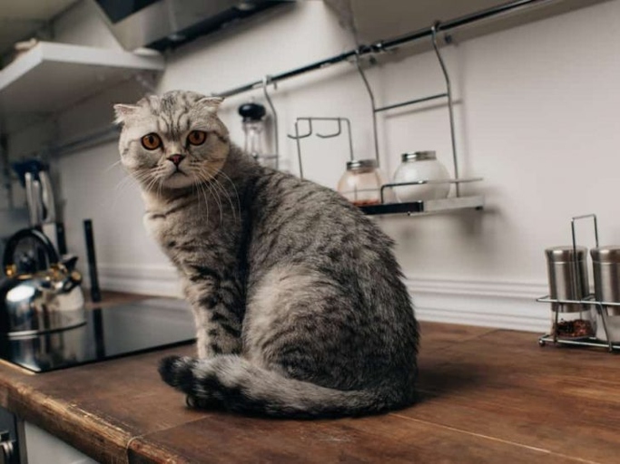 If you have the space in your kitchen, and your cat seems to prefer using the litter box in that location, then it is safe to keep the litter box in the kitchen.